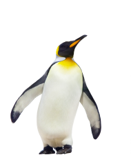 Penguin walking PNG
