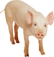 Pig frontview PNG
