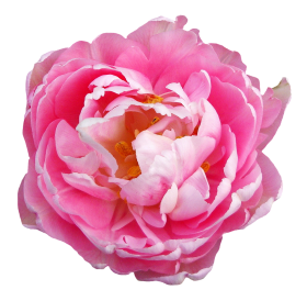 Pink Rose Flower PNG