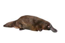 Platypus on the Ground PNG