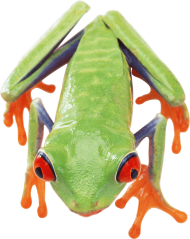 poisonous frog PNG
