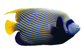 Angelfish PNG