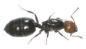 Ant PNG