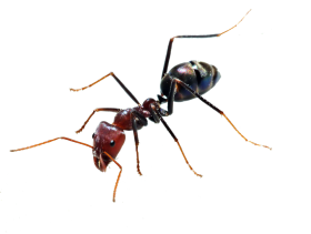Ants PNG