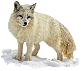 Arctic Snow Fox PNG