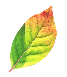 Autumn Leaf PNG