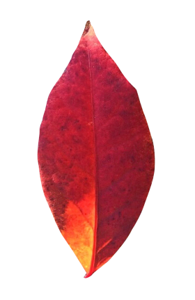 Autumn Leaf PNG