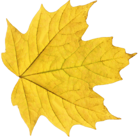 Autumn Leaves PNG
