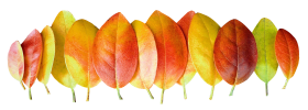 Autumn Leaves PNG