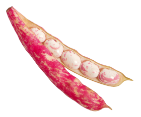 Beans PNG