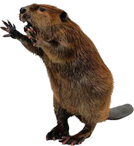 Beaver Standing PNG