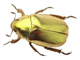Beetle PNG
