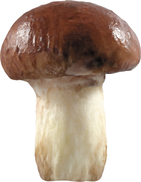 Big Mushroom PNG