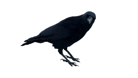 Black Crow Standing PNG