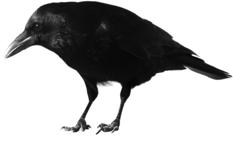 Black Crow Standing PNG