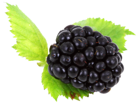 Blackberry with leaves PNG