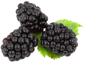Blackberry with leaves PNG