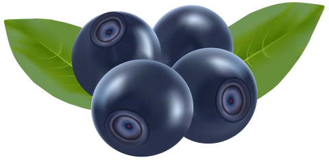 Blueberry drawing PNG