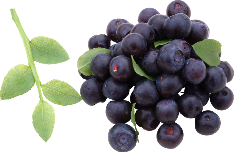 Blueberrys with Leaves PNG