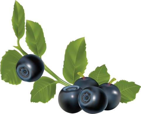 Blueberrys with Leaves PNG