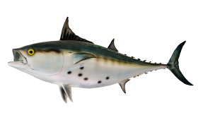 Bonito Fish PNG