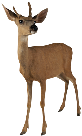 Brown Deer Standing PNG