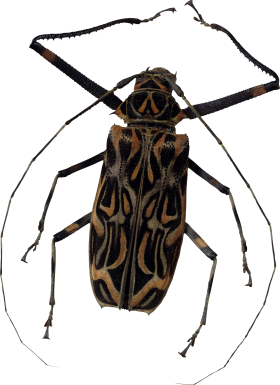 Bug PNG