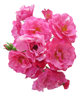 Bunch Pink Rose Flower PNG