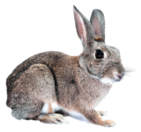 Bunny Rabbit PNG