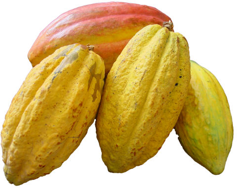 Cacao Beans PNG