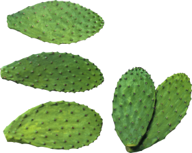 Cactus PNG