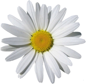 Camomile PNG
