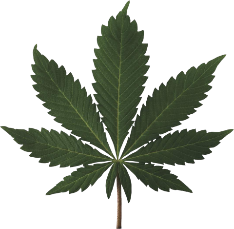 Cannabis Plant PNG