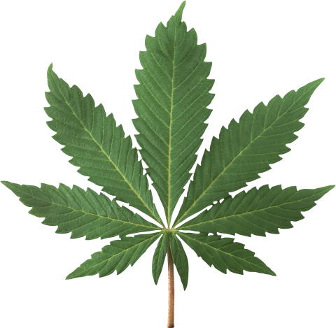 Cannabis Plant PNG