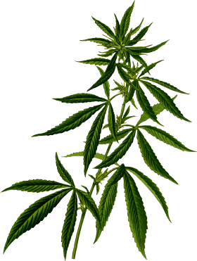 Cannabis plant PNG