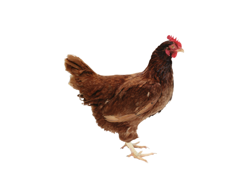 Chicken Standing PNG
