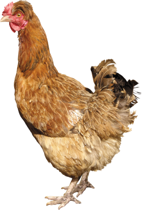 Chicken Standing PNG