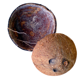 Coconut Shell PNG