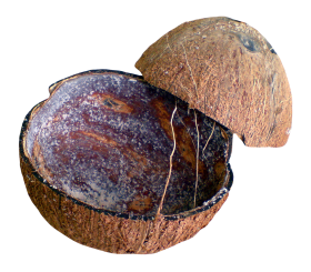 Coconut Shell PNG