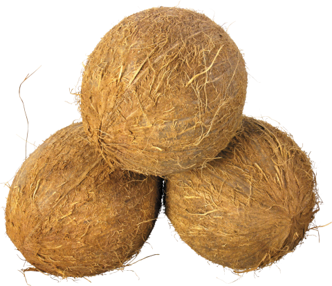 Coconut PNG
