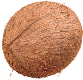 Coconuts PNG