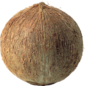 Coconuts PNG