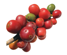 Coffee Beans PNG