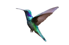 Colorful Hummingbird Flying PNG