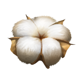 Cotton Plant PNG