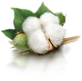 Cotton Plant PNG