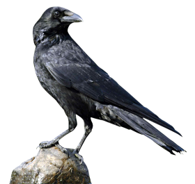 Crow PNG