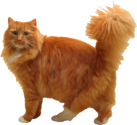 Cute Cat PNG Images With Transparent Background