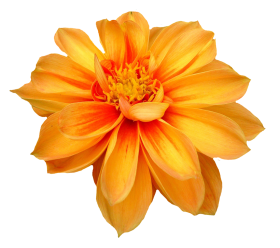 Dahlia Flower PNG