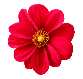 Dahlia Flower PNG